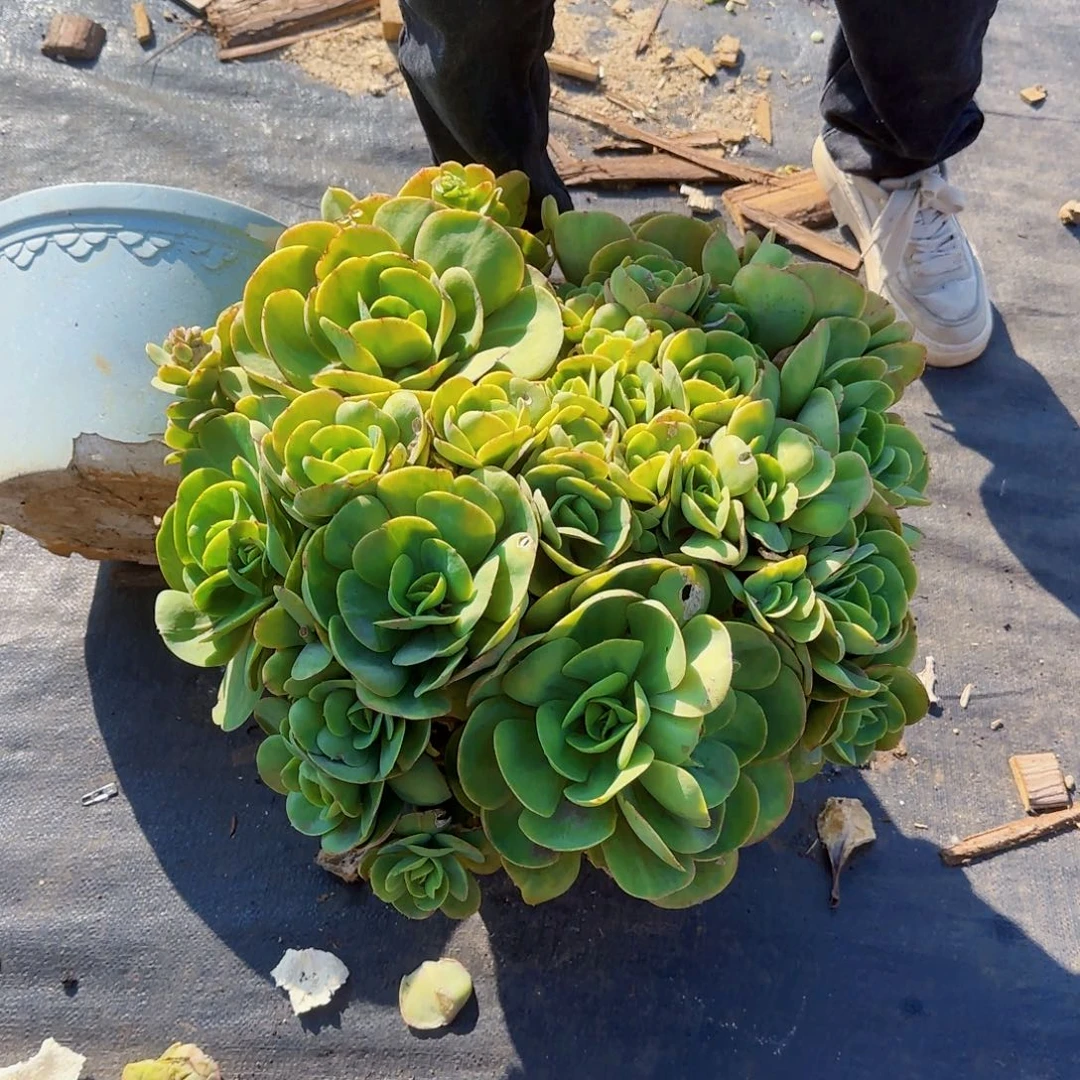 多肉植物大碧桃80