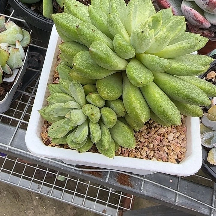 青蛙王子儿童牙膏套装11