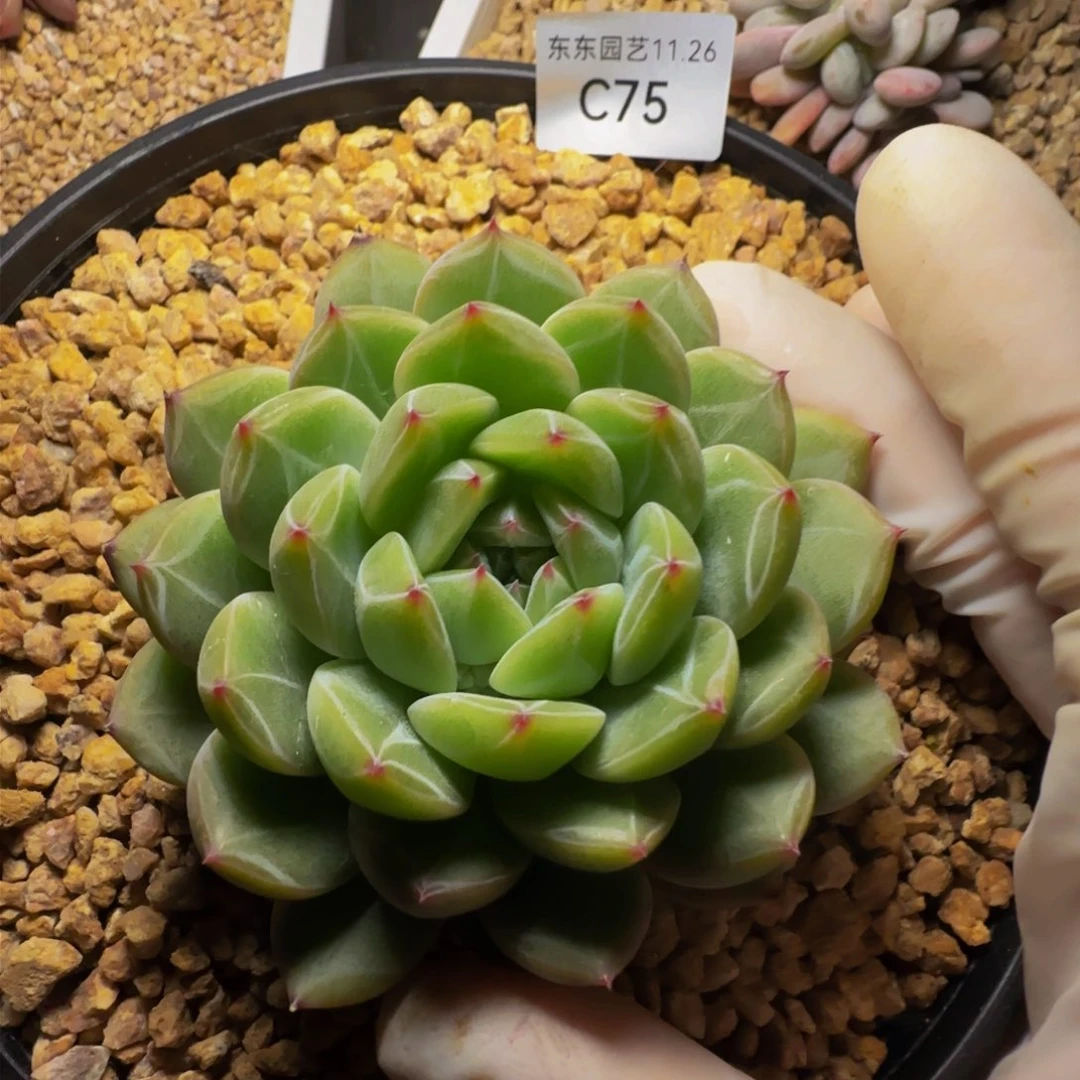 c c c c c c c c c 75