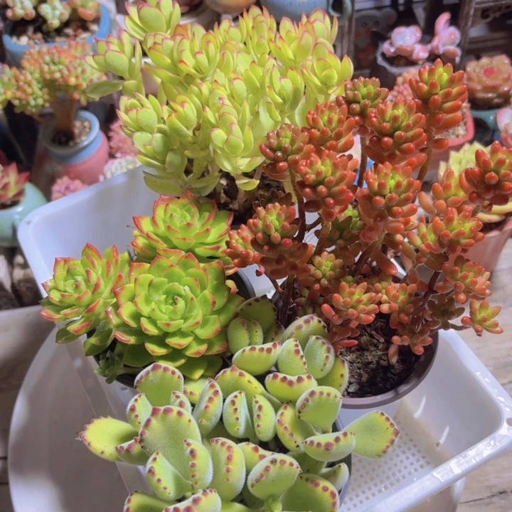 框拍一物一拍编号299