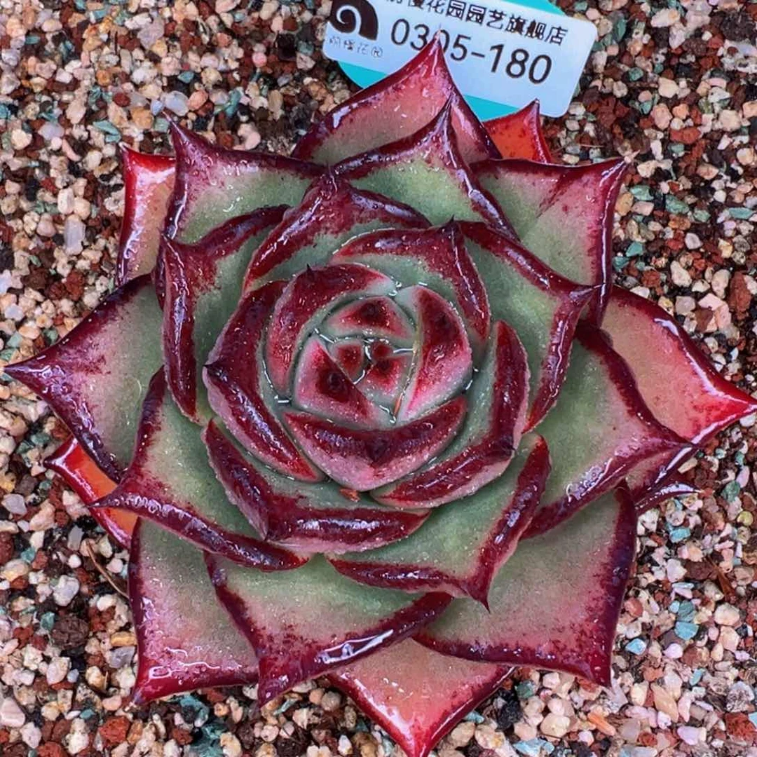 从前慢多肉精选编号0305.180