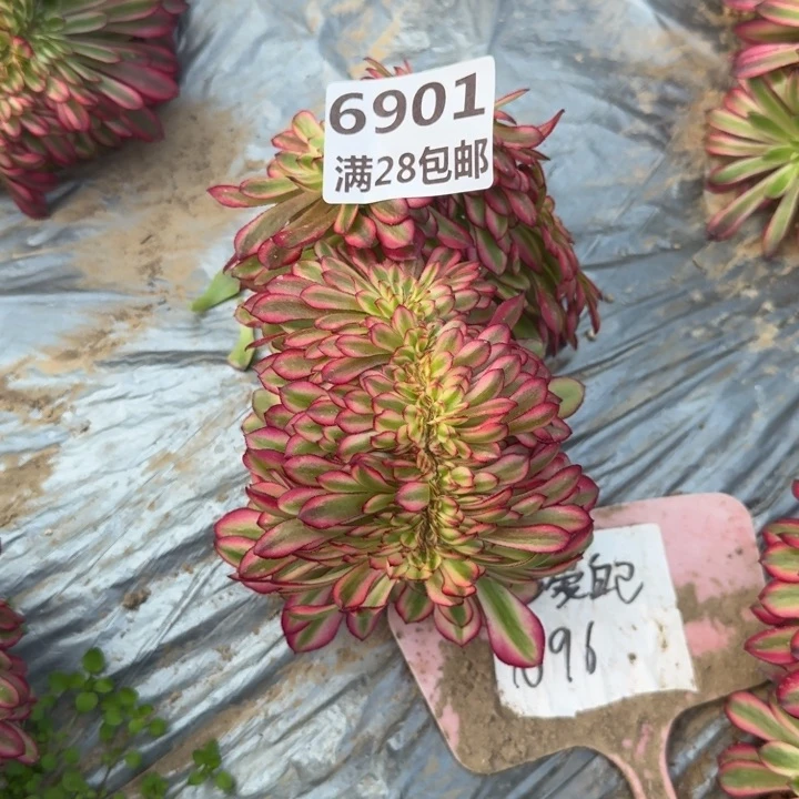 狗**草6901三号棚月婵缀A