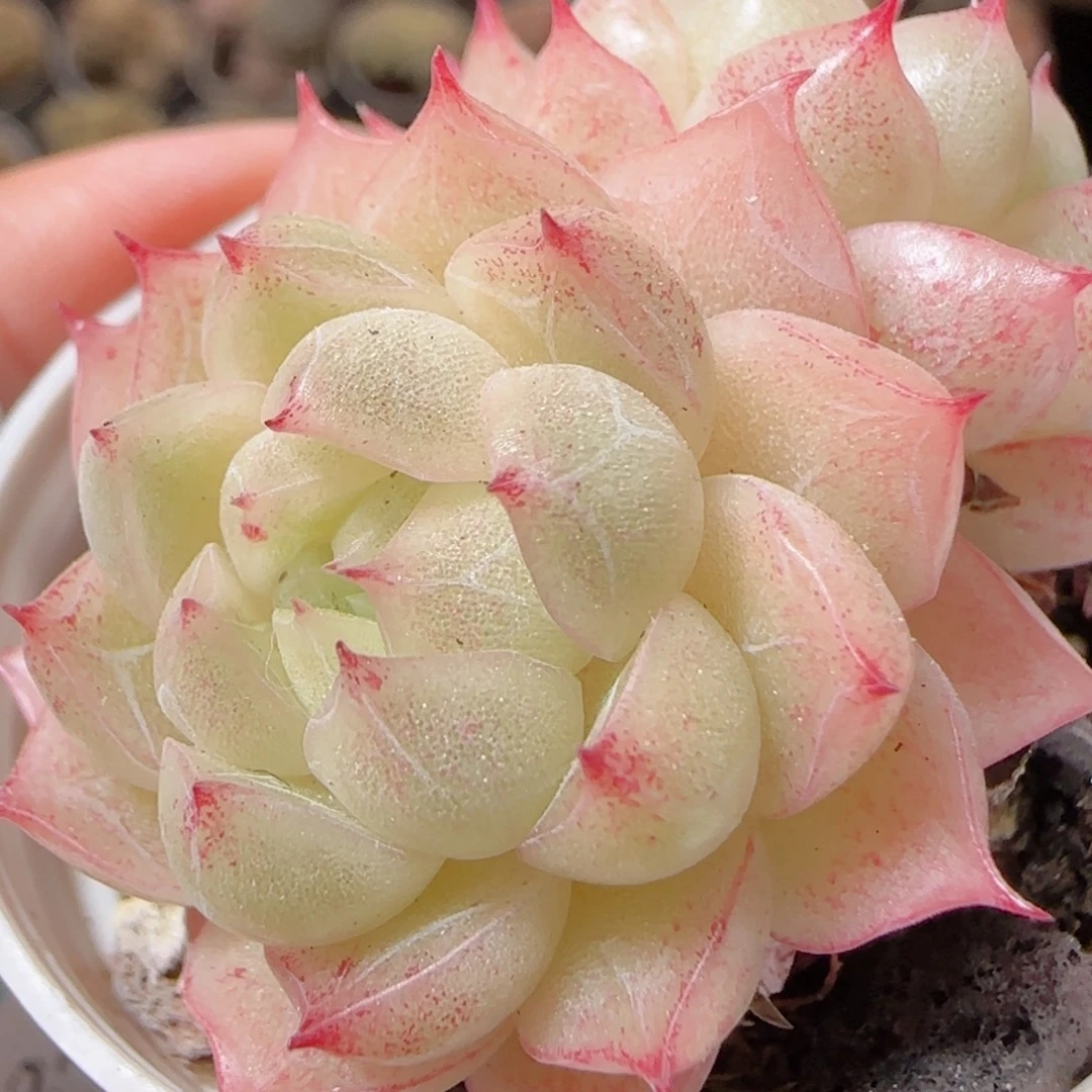 花语多肉1224-188散