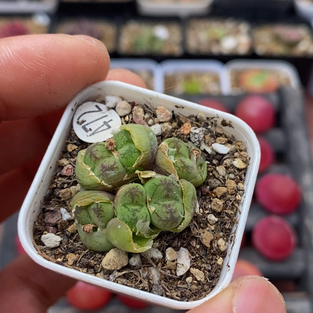 八头漂亮多肉植物472