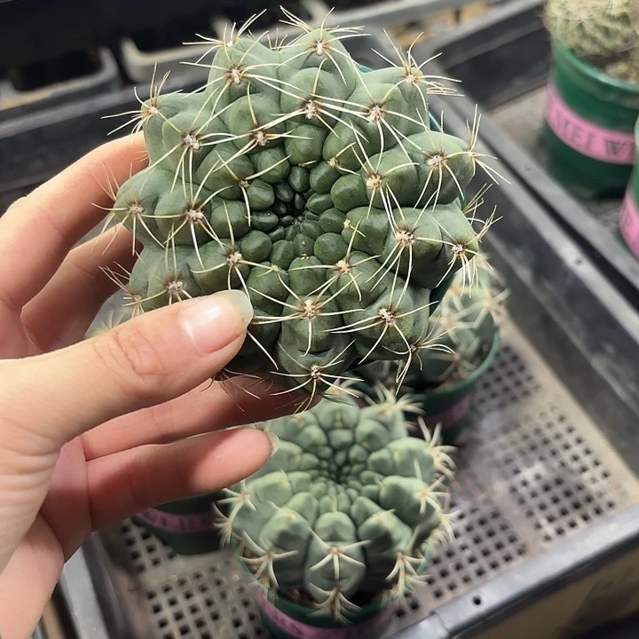 绯花玉加仑盆随机一盆
