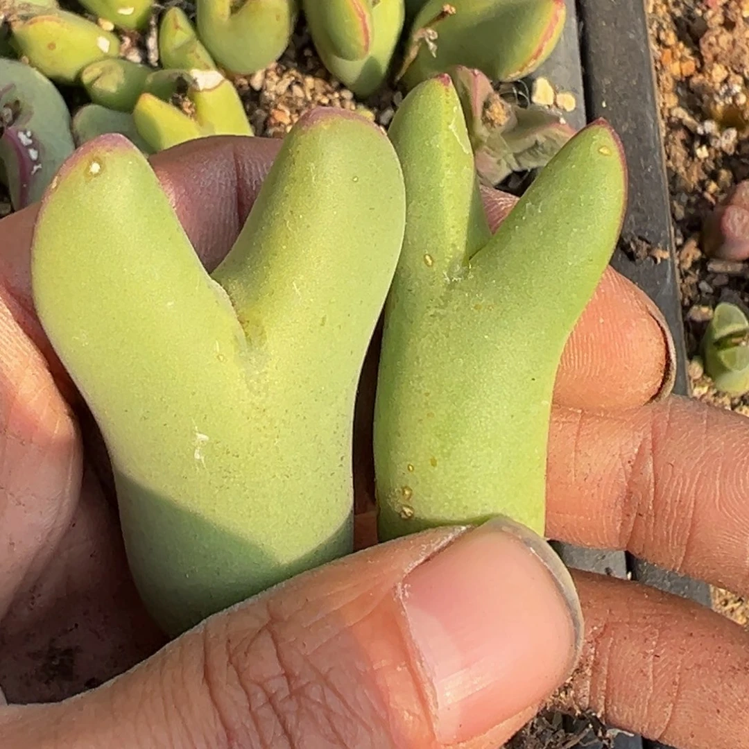 多肉植物111111111111111