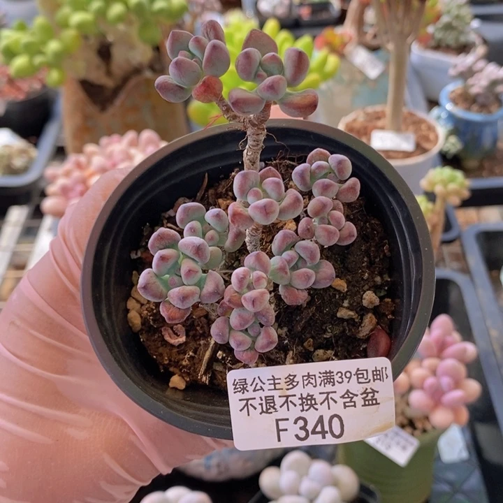 汤姆漫画不包整340多肉植物