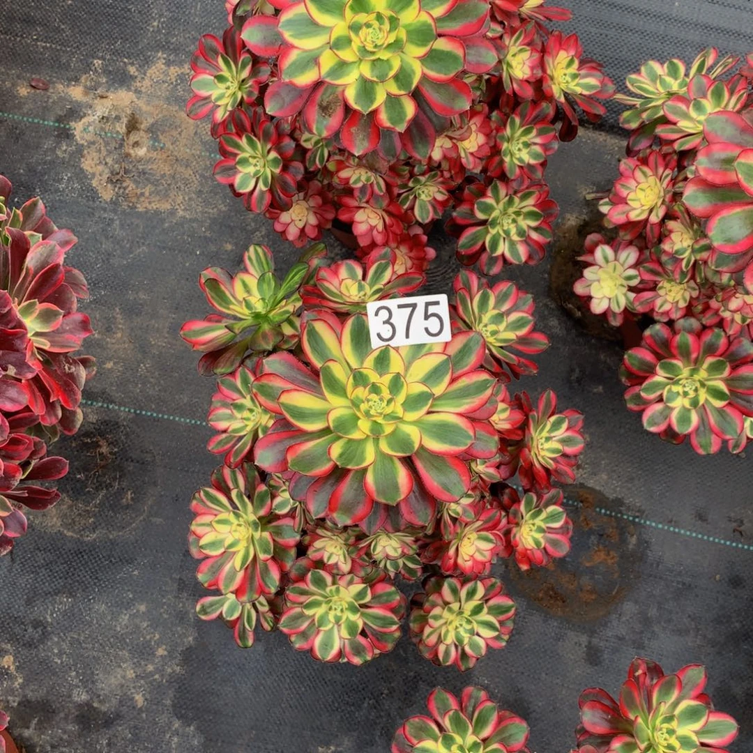 沁***源法师多肉植物373.375冰激凌