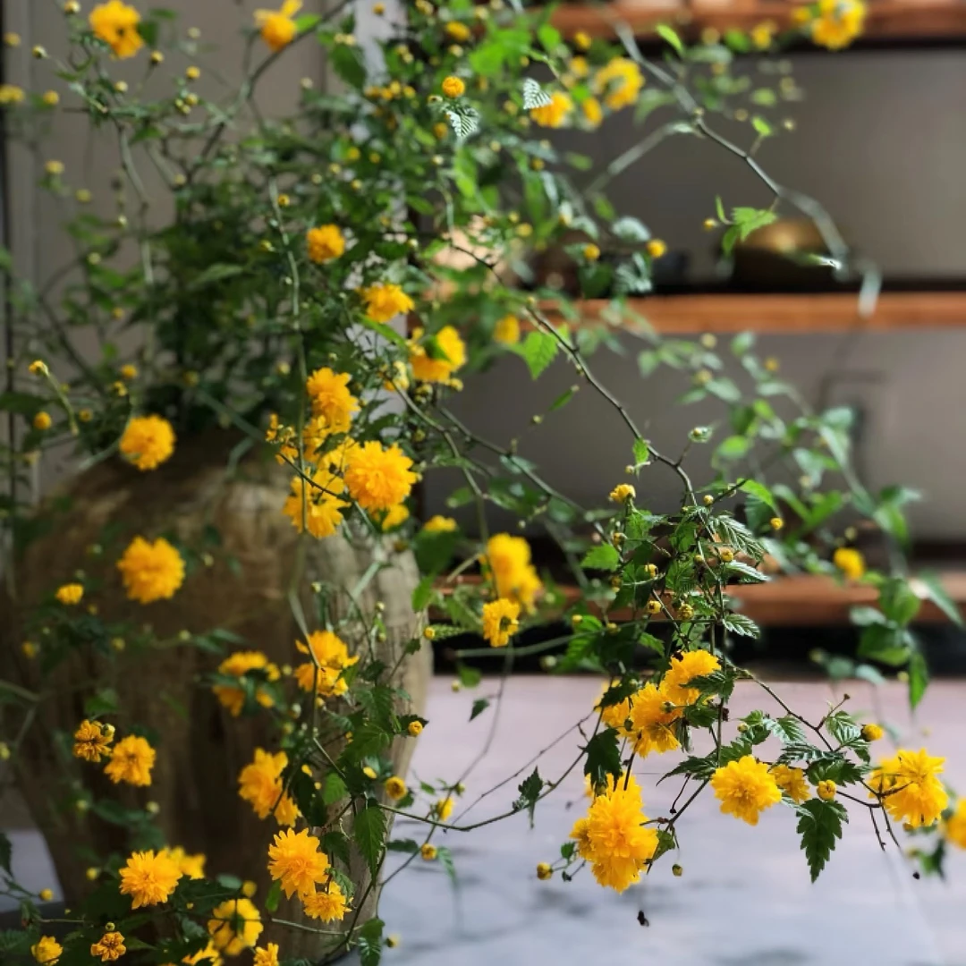 重瓣棣棠花多季节开花耐热耐寒耐阴盆栽可爬藤可垂挂植物