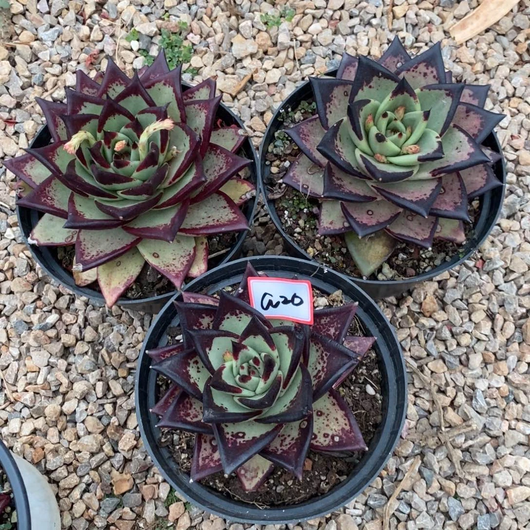 A**忧福利大漏a20