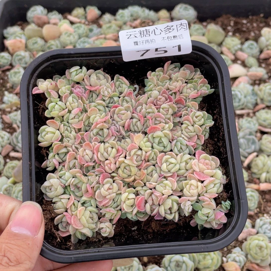 云糖心多肉植物751