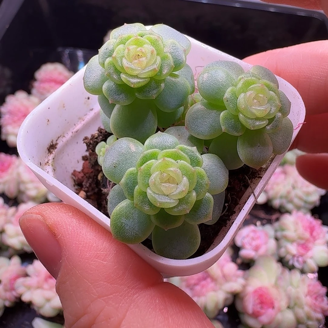 西米露朵朵福利3头