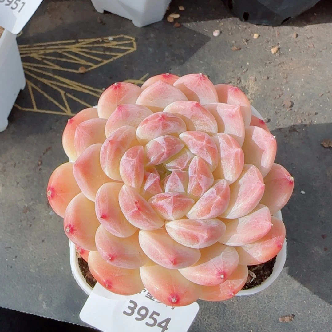 冰魄，3954多肉植物