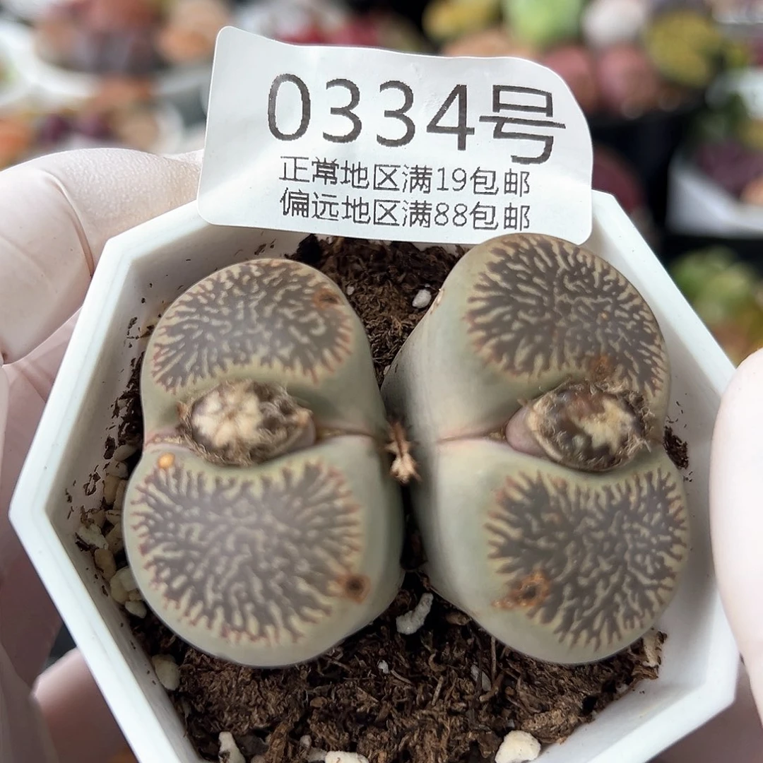好养易活生石花大母本0334