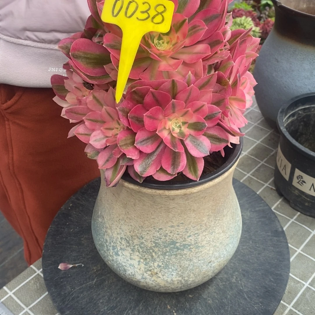 红陶木*旋0038粉女巫法师