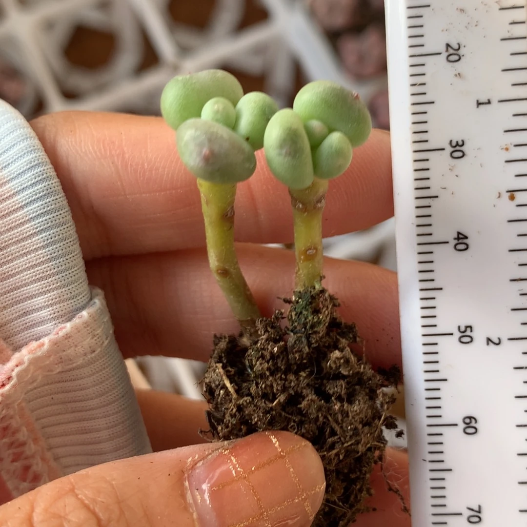 红宝石苹果吗哈哈哈