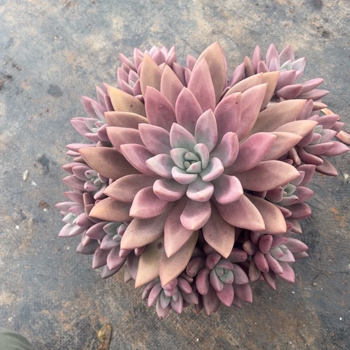 小***犬云欣多肉植物桃花源手捧