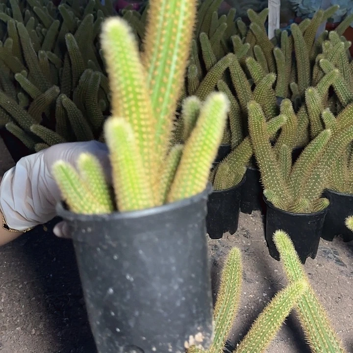 红水晶（掉头掉崽不售后）