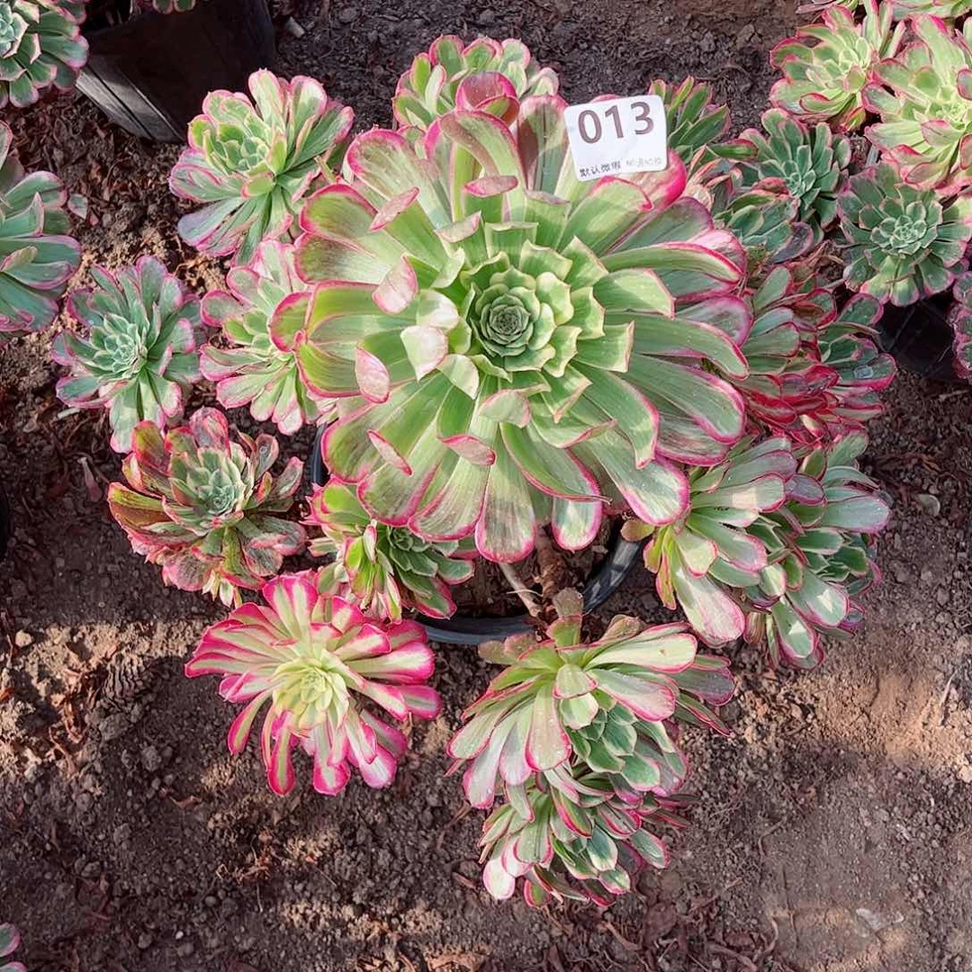 无花朵多肉植物013