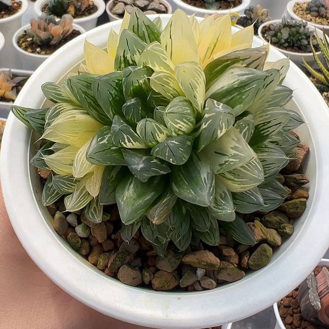 花火玉露锦群生十二卷多肉植物
