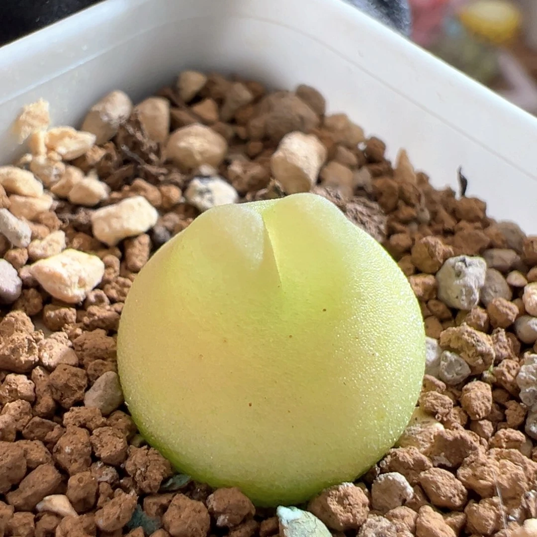 103。粉啾啾拉登 福利