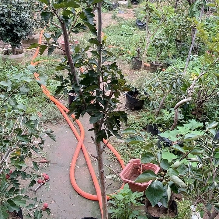 山楂盆栽，一物一拍