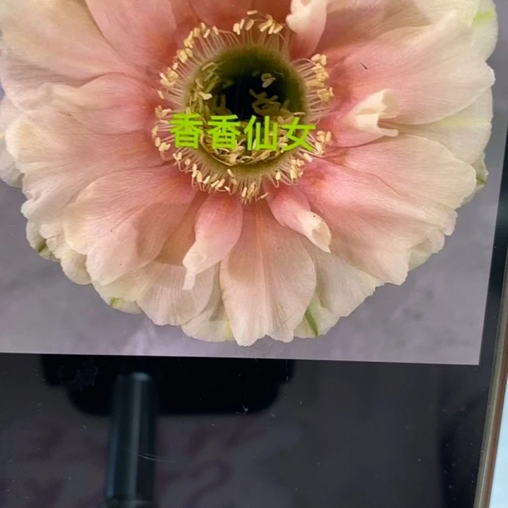 香香仙女侧芽3公分左右