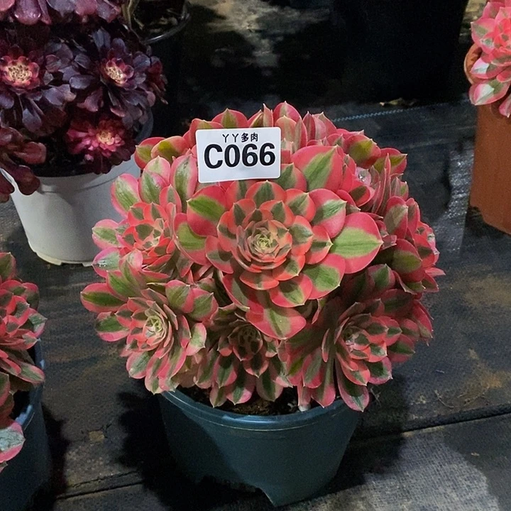 多肉植物分女郎066