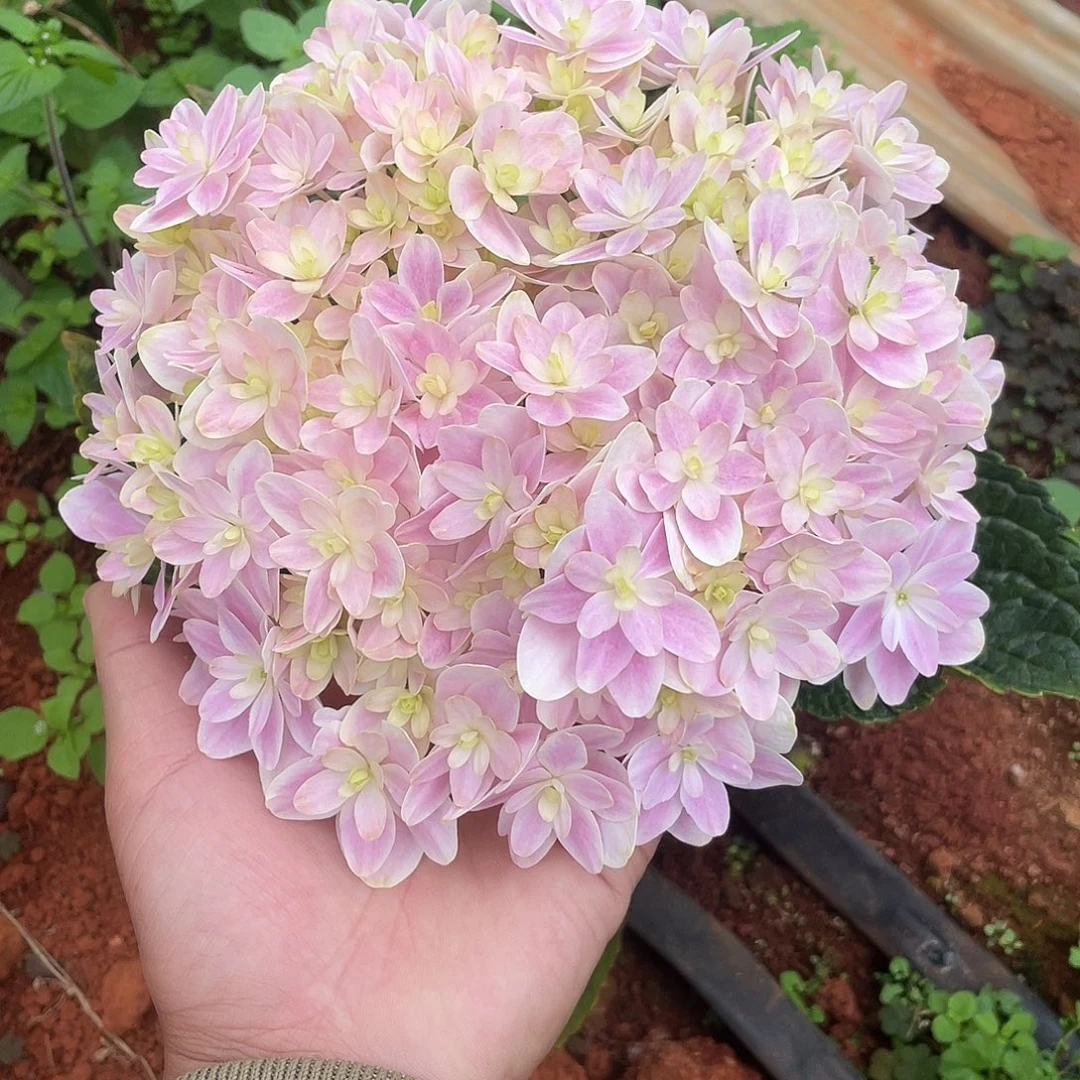 绣球切花一物一拍3枝起包邮，60