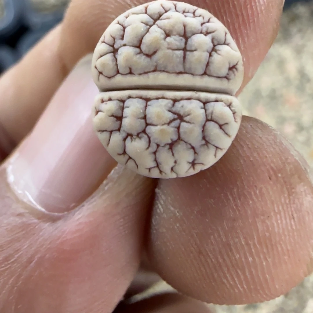 668 生石花大棚直播