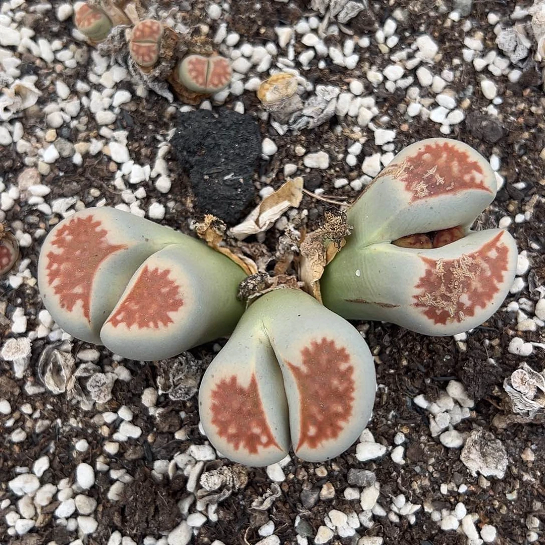 4213巨型红窗福利11111