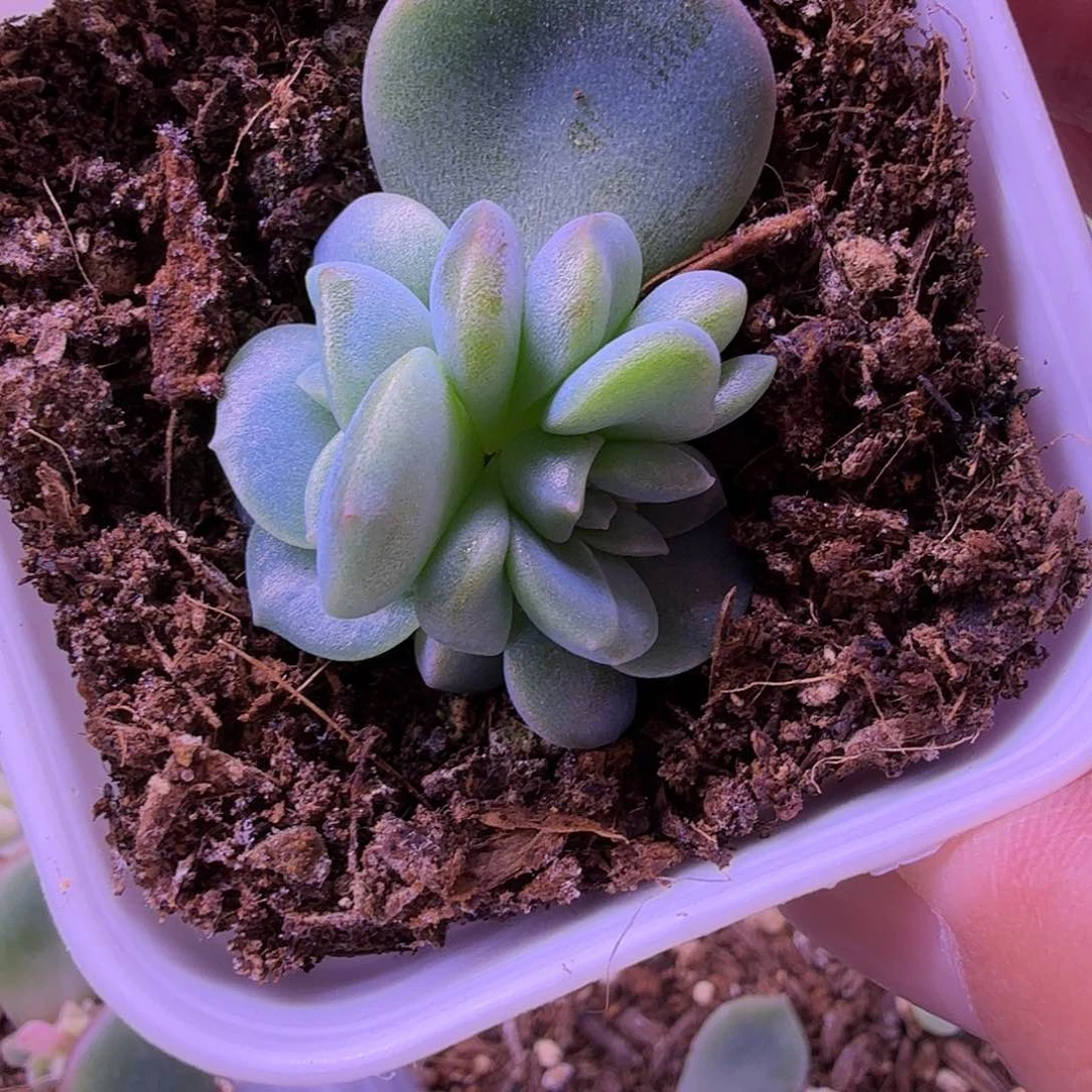 火烈鸟甜心一物一拍