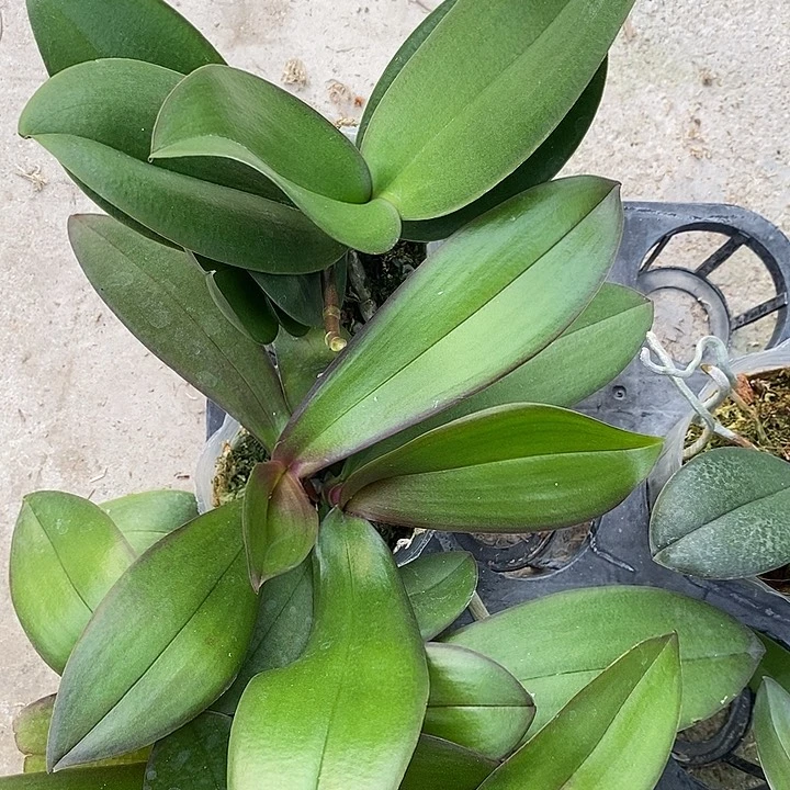 当前无花栽培后可以开花双头独角兽