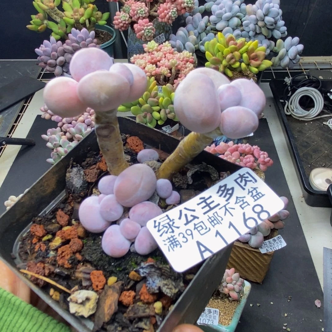 168橙奶多肉肉4c m