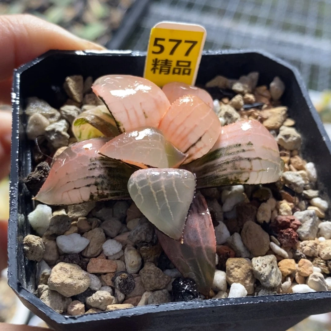 577号玻璃康平锦多肉