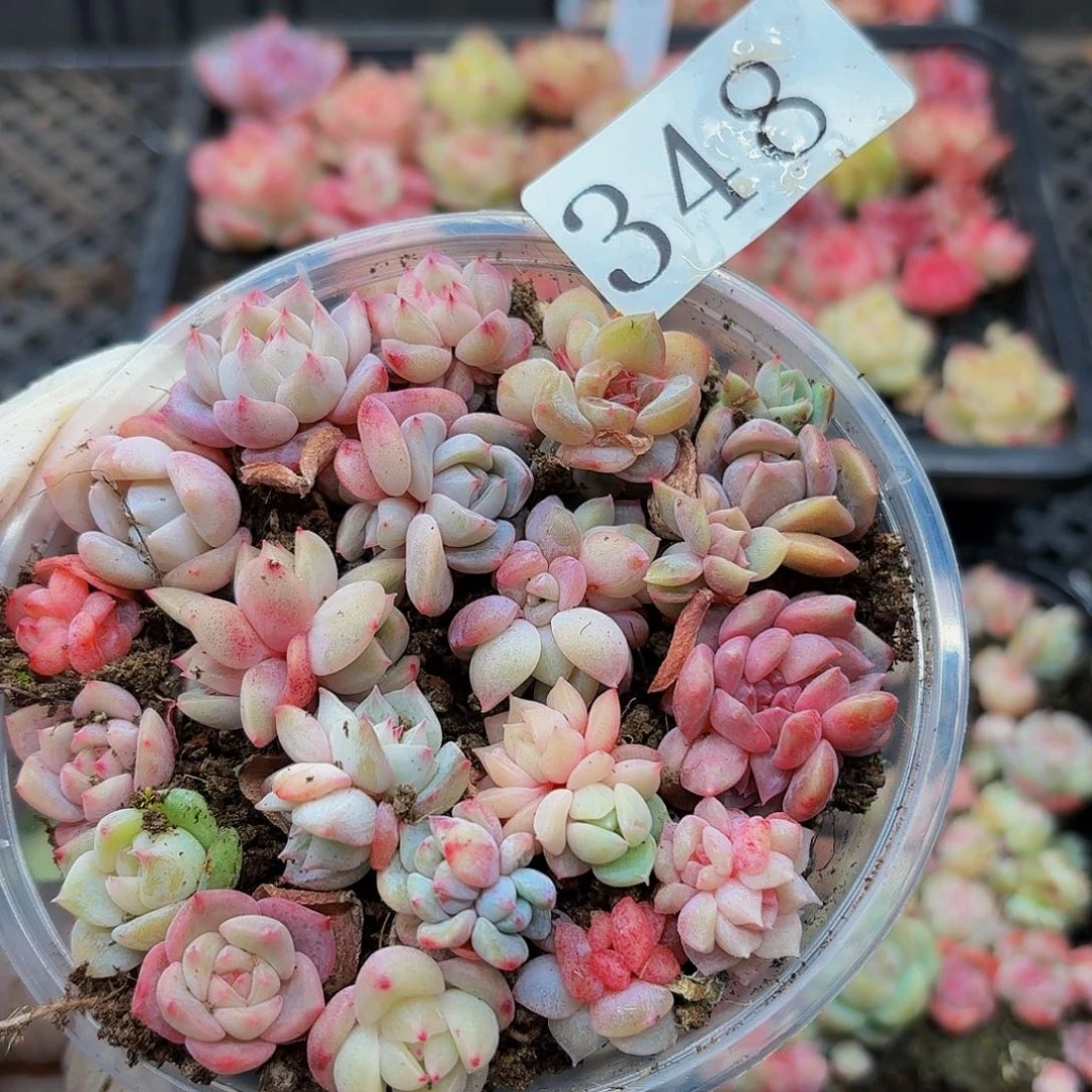 多肉植物多肉植物348