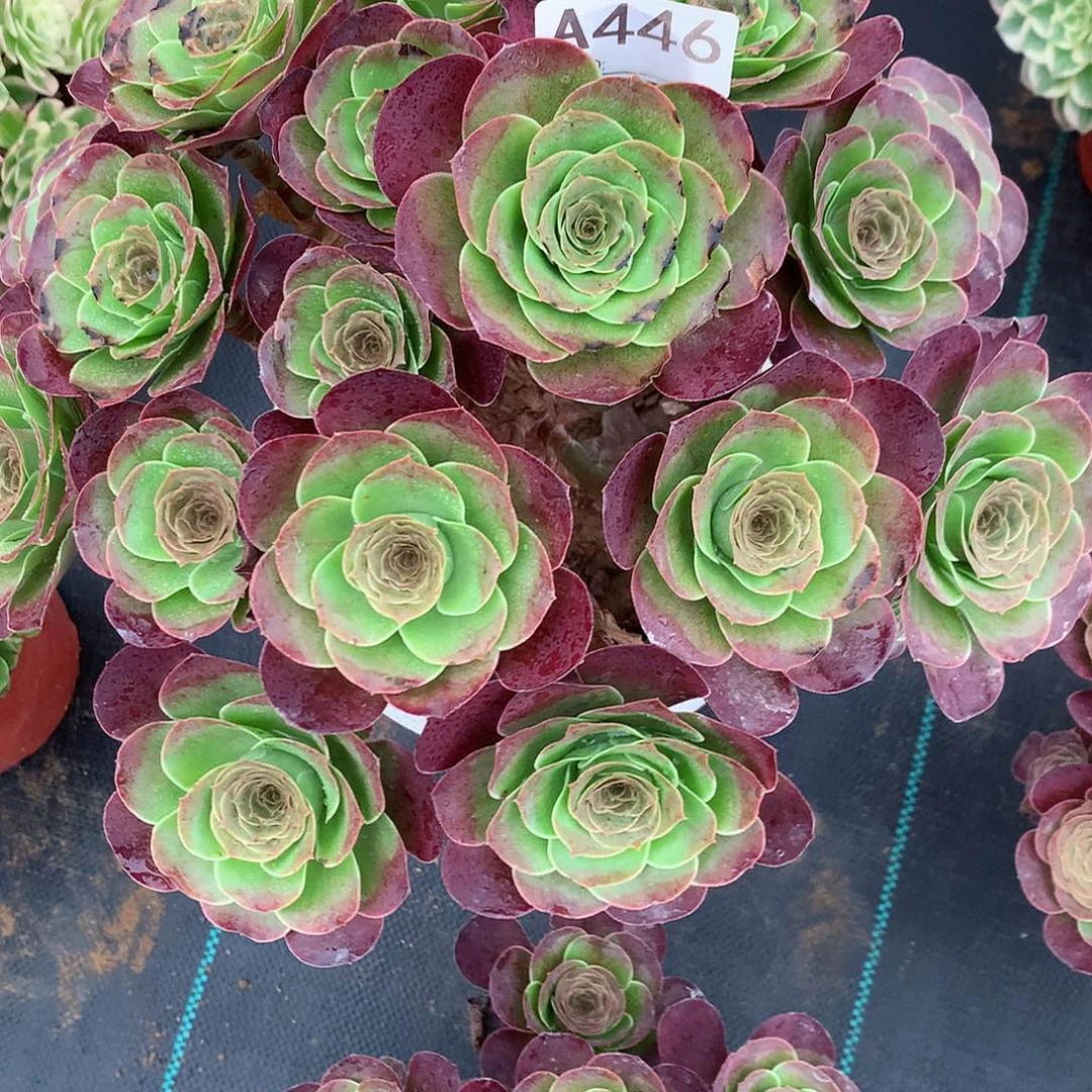 依***依完全开放法师图片植物多肉