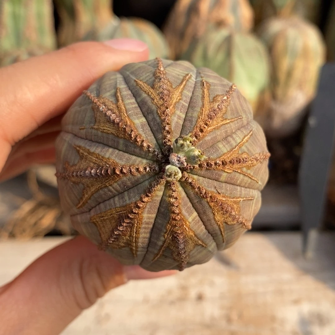 34欧系实生布纹球一物一拍