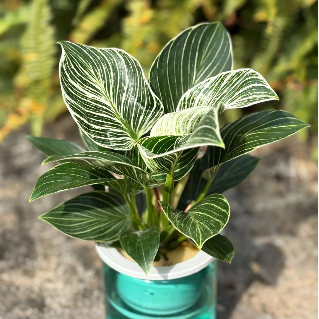 精品水培铂金钻绿植室内好养活净化空气