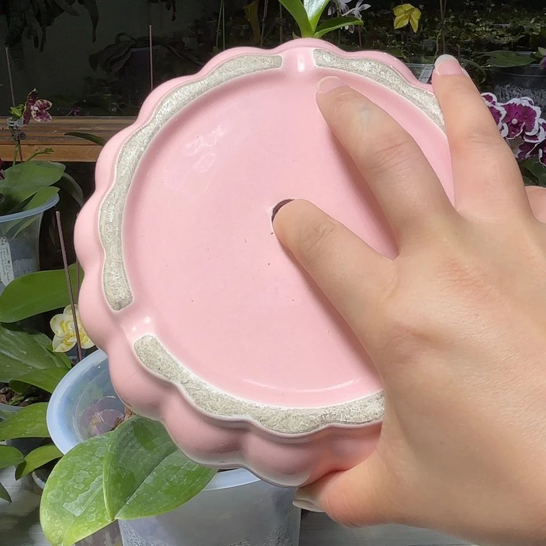 1***1当前无花栽培后可以开花异色路德