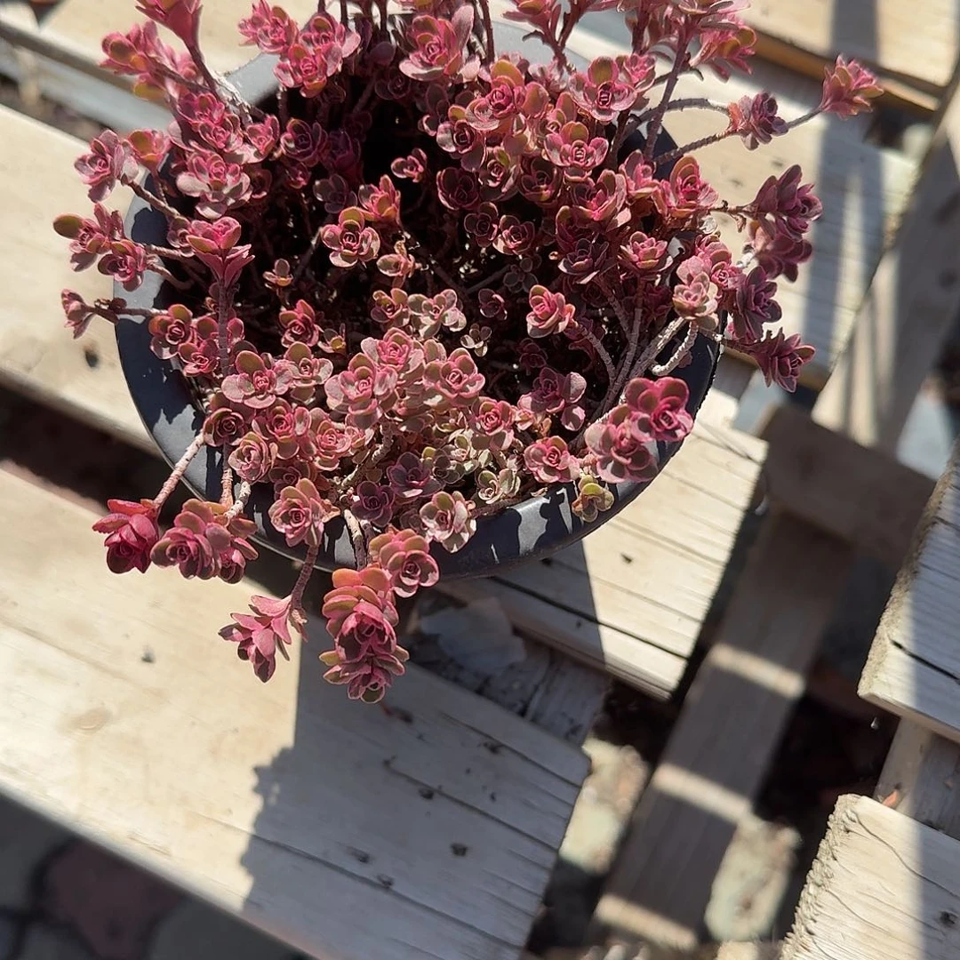 小球玫瑰锦多肉植物