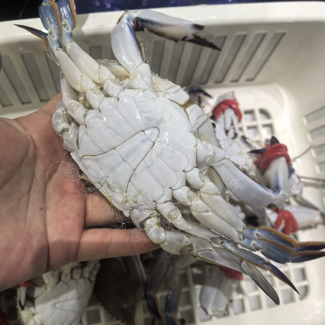 【小公蟹3斤】莱州三山岛小公蟹 单只3两左右 一斤约3只 肥度8-9成 【保鲜不保活】部分掉退介意慎拍