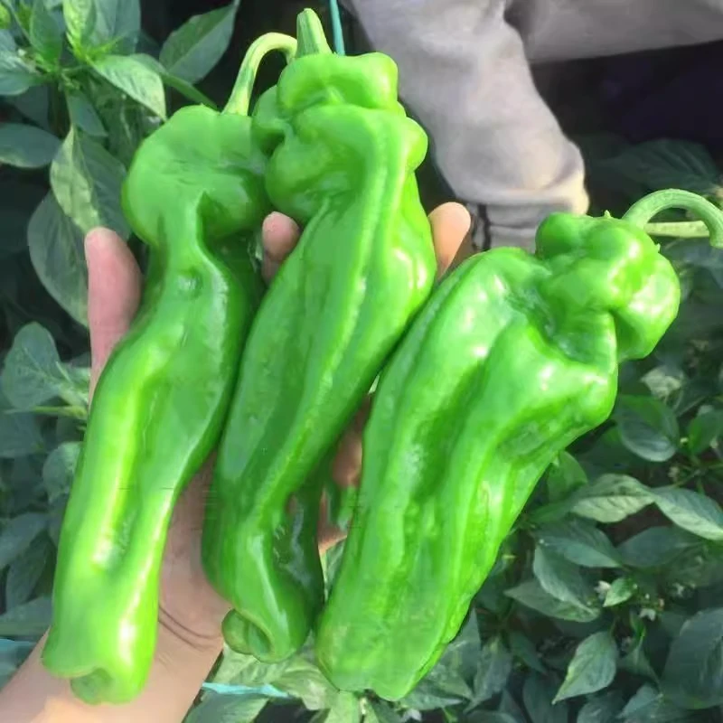 供销[全店5件包邮]薄皮螺丝辣椒种子小米辣椒种籽牛角羊角春播