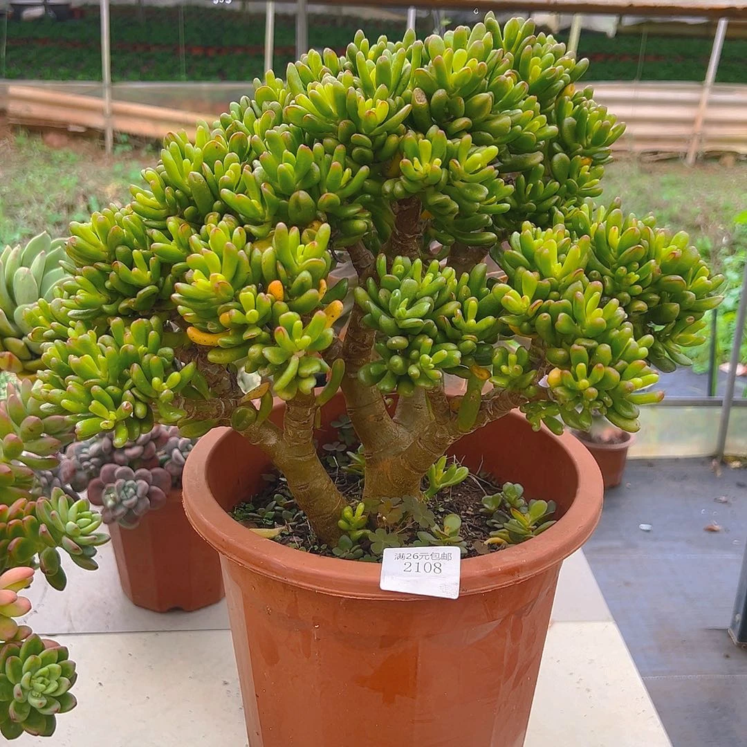 恩***馆2108招财猫多肉植物多肉