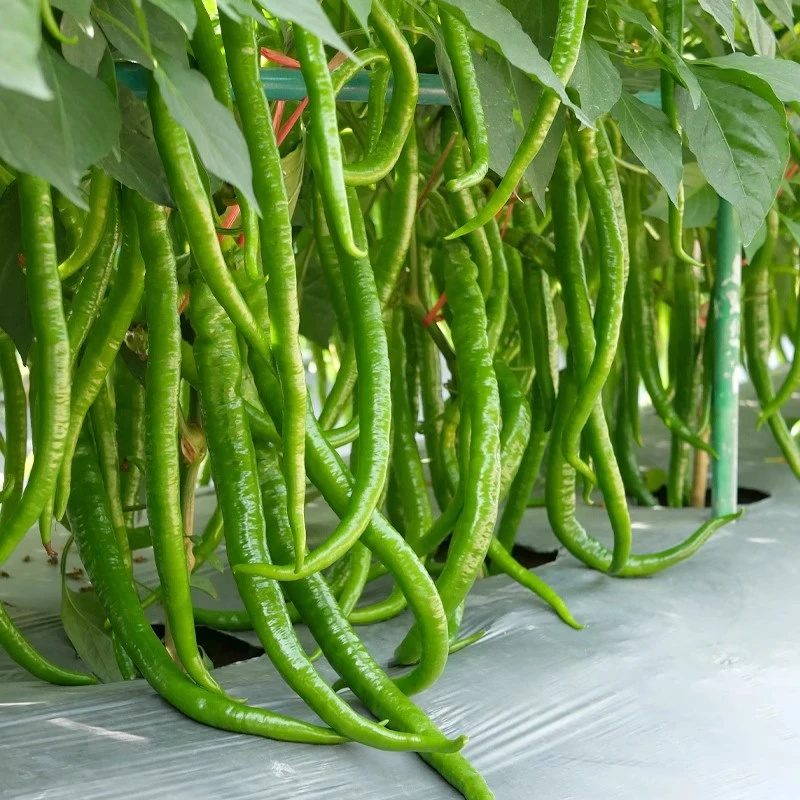 超长香辣线椒种子薄皮特长8819高产早熟种籽阳台四季辣椒蔬菜种孑