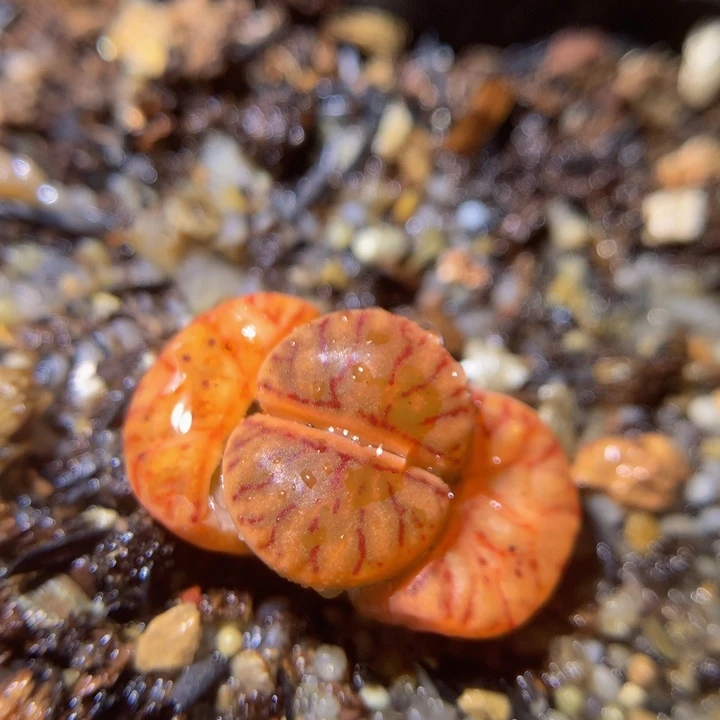 zzz精品生石花1112