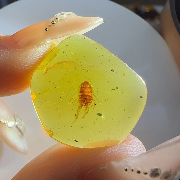 裸石琥珀未镶嵌虫珀标本