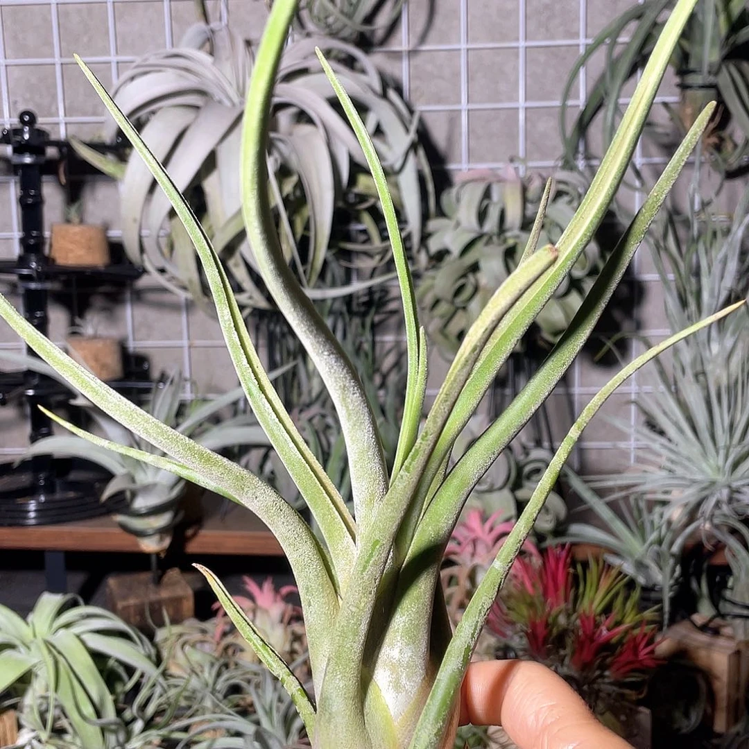 美杜莎40号空气凤梨