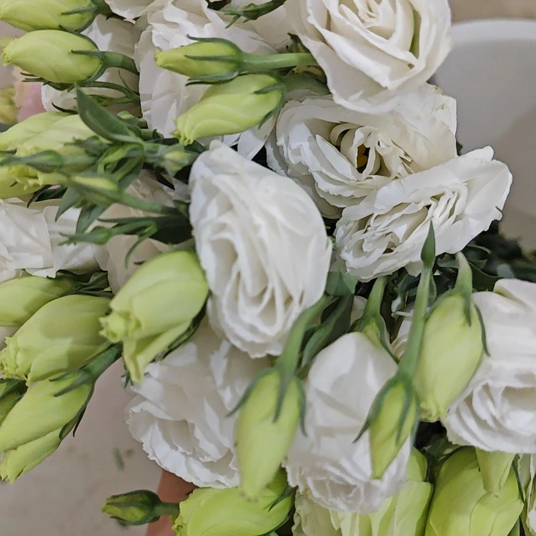 洋桔梗 白色400g（福利价）