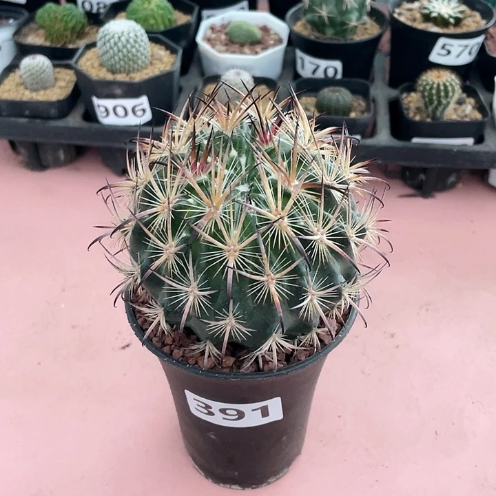391实生大狂刺虎爪玉